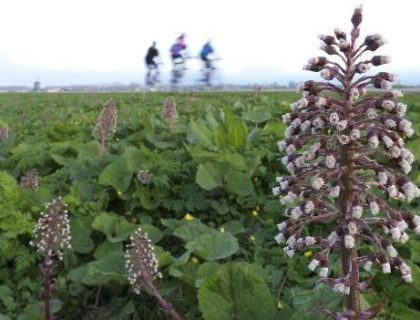 Butterbur