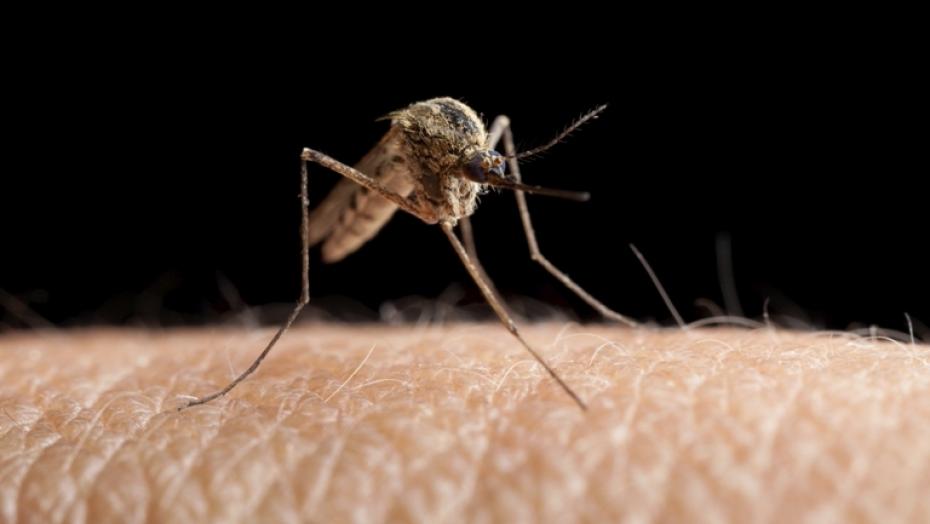 465289325 Mosquito 465289325 Mosquito