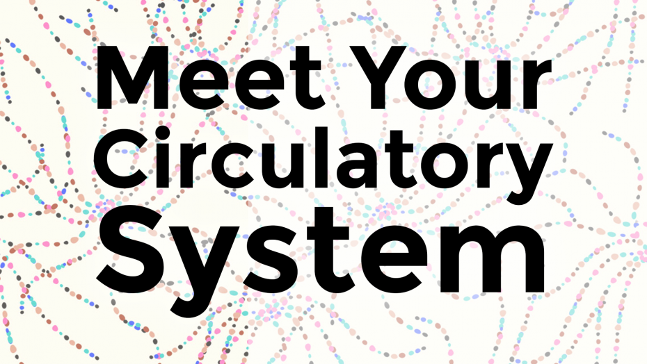 Circulatory System Header Circulatory System Header