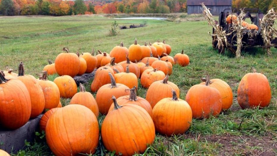 Thinkstockphotos 539655748 Pumpkins Thinkstockphotos 539655748 Pumpkins