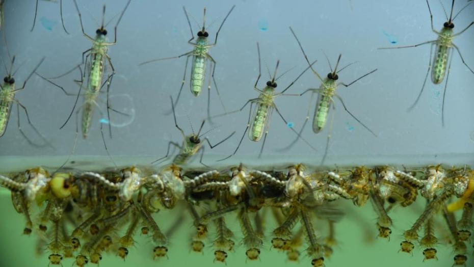 Zika West Nile 469849932 Zika West Nile 469849932