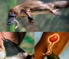 different aspects of a platypus