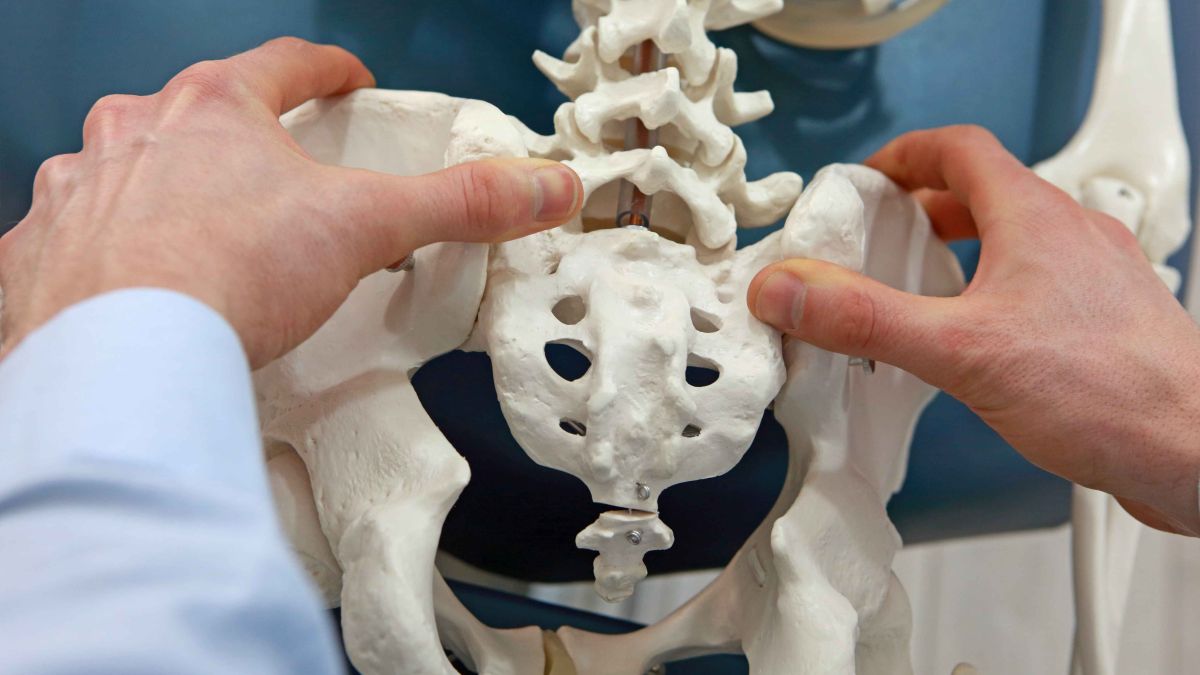 Doctor looking at pelvis on skeleton model