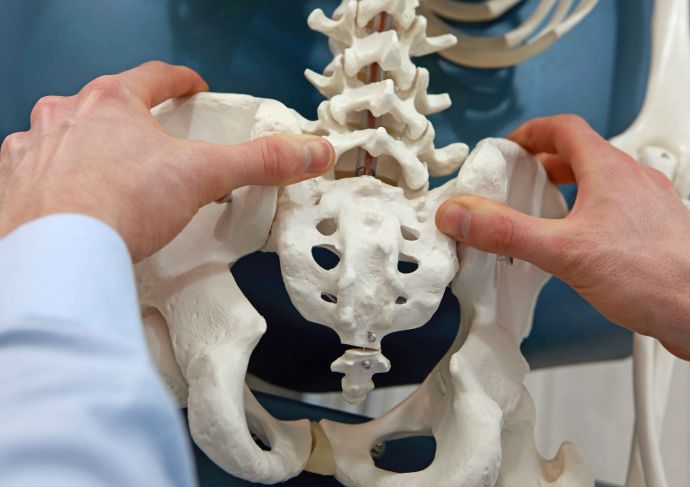 Doctor looking at pelvis on skeleton model