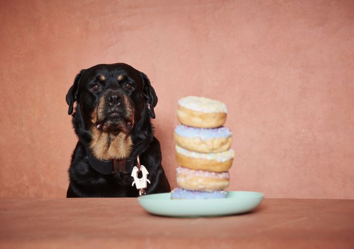 Rottweiler tempted by donuts