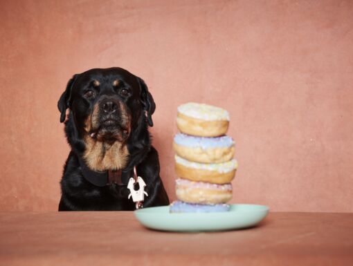 Rottweiler tempted by donuts