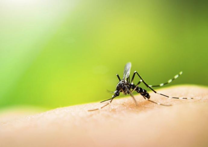 Thinkstock Photos 518568643 mosquito