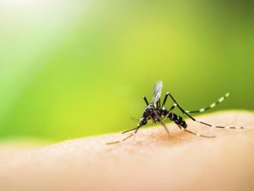 Thinkstock Photos 518568643 mosquito