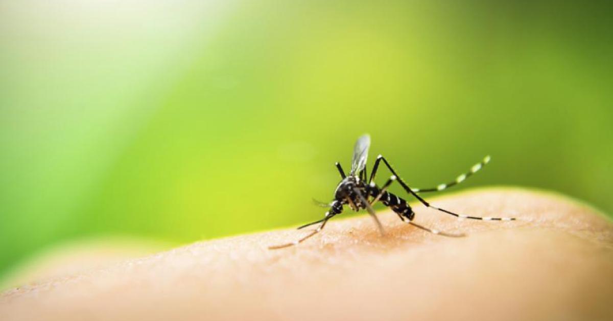 Do Mosquitoes Prefer Certain People? Ochsner Health