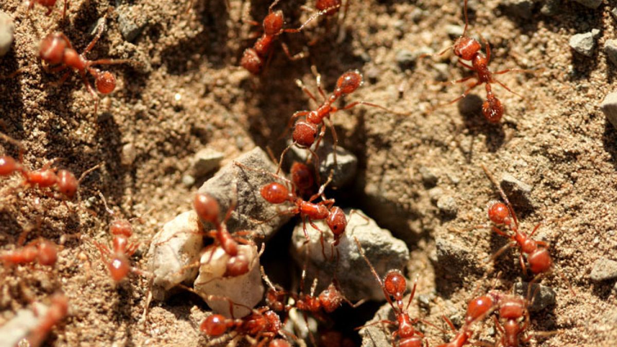 Fire ants