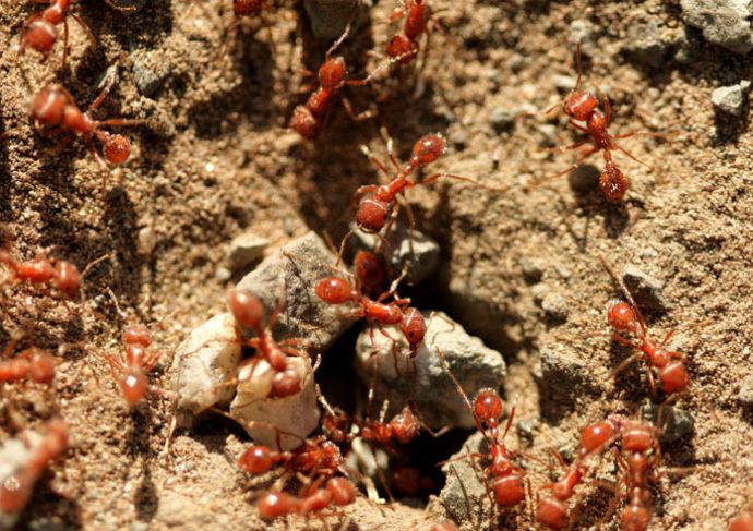 Fire ants