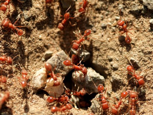 Fire ants