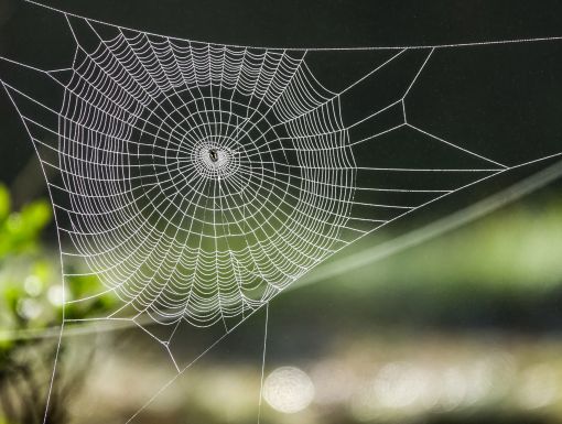 Spider bites spider web