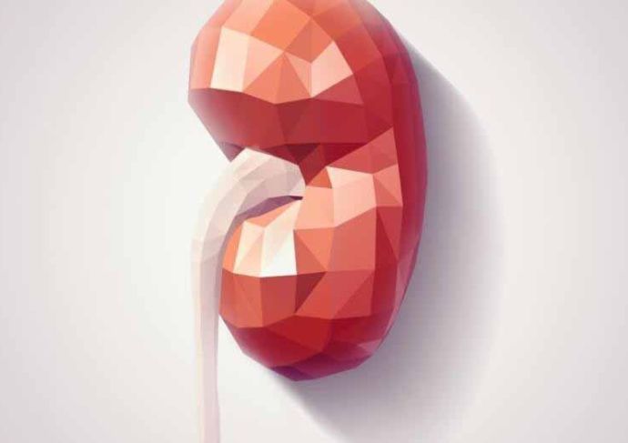 Kidney
