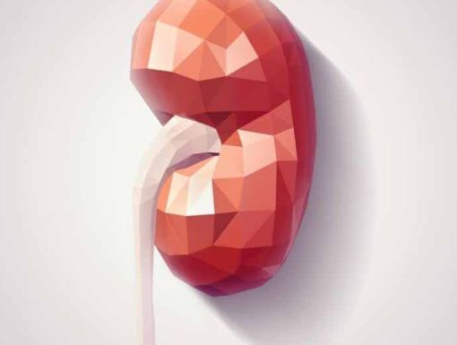 Kidney