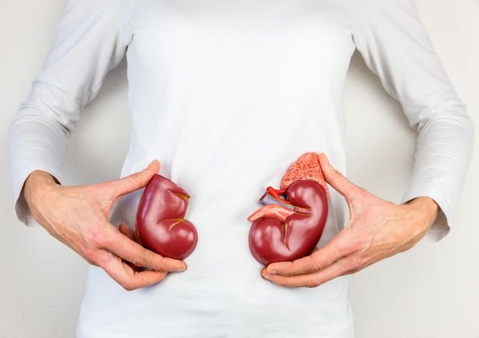 Thinkstockphotos 629358512 Kidneys