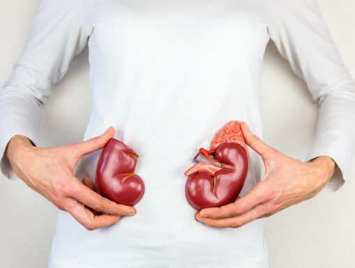 Thinkstockphotos 629358512 Kidneys