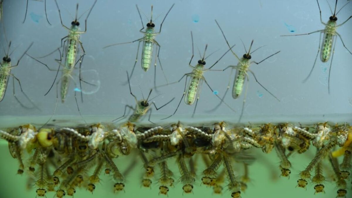 Zika West Nile 469849932