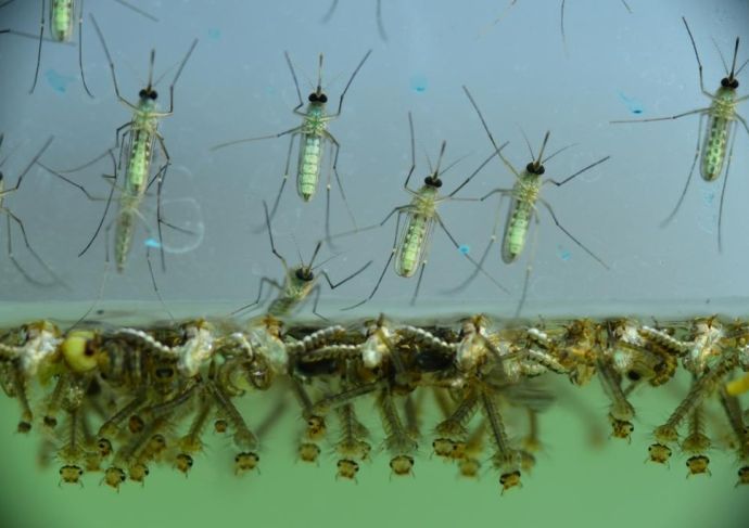 Zika West Nile 469849932