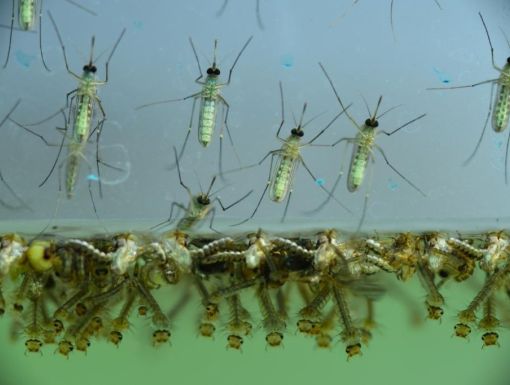 Zika West Nile 469849932