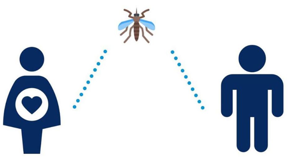 Zika Infographic Section