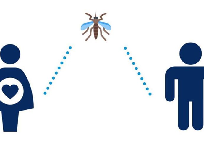 Zika Infographic Section