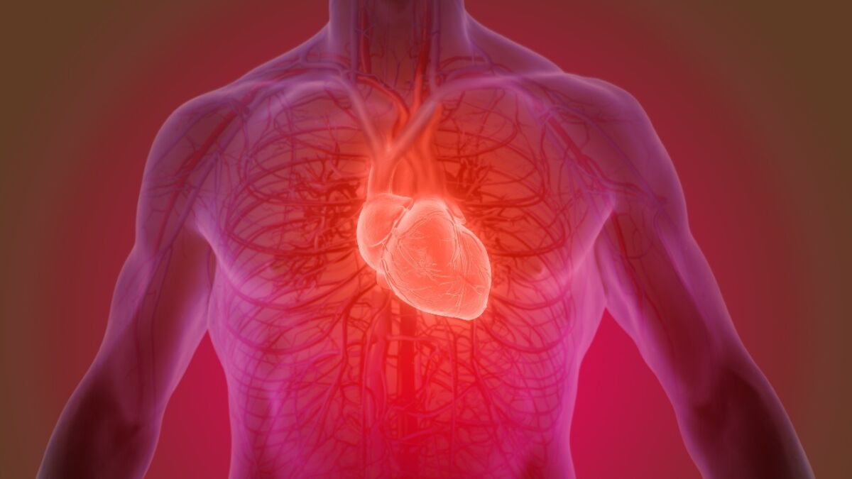 Photo displaying human heart in the body.