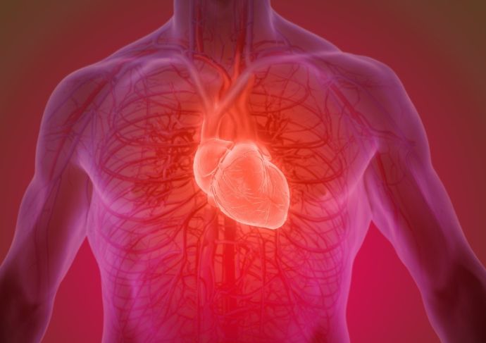 Photo displaying human heart in the body.