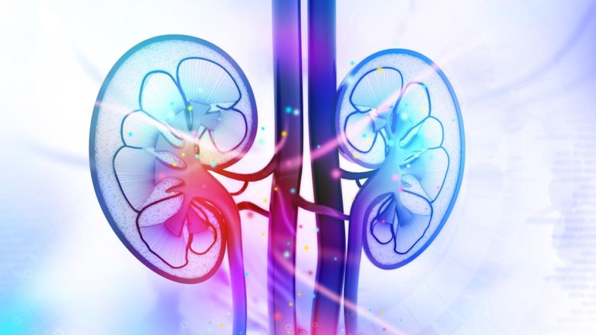 Thinkstockphotos 501671532 Kidneys