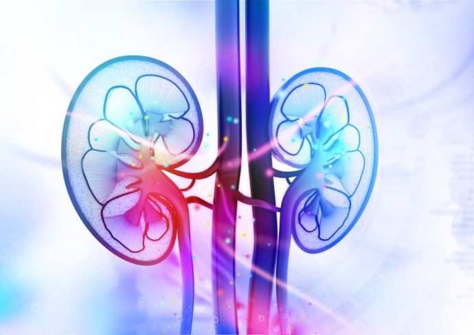 Thinkstockphotos 501671532 Kidneys
