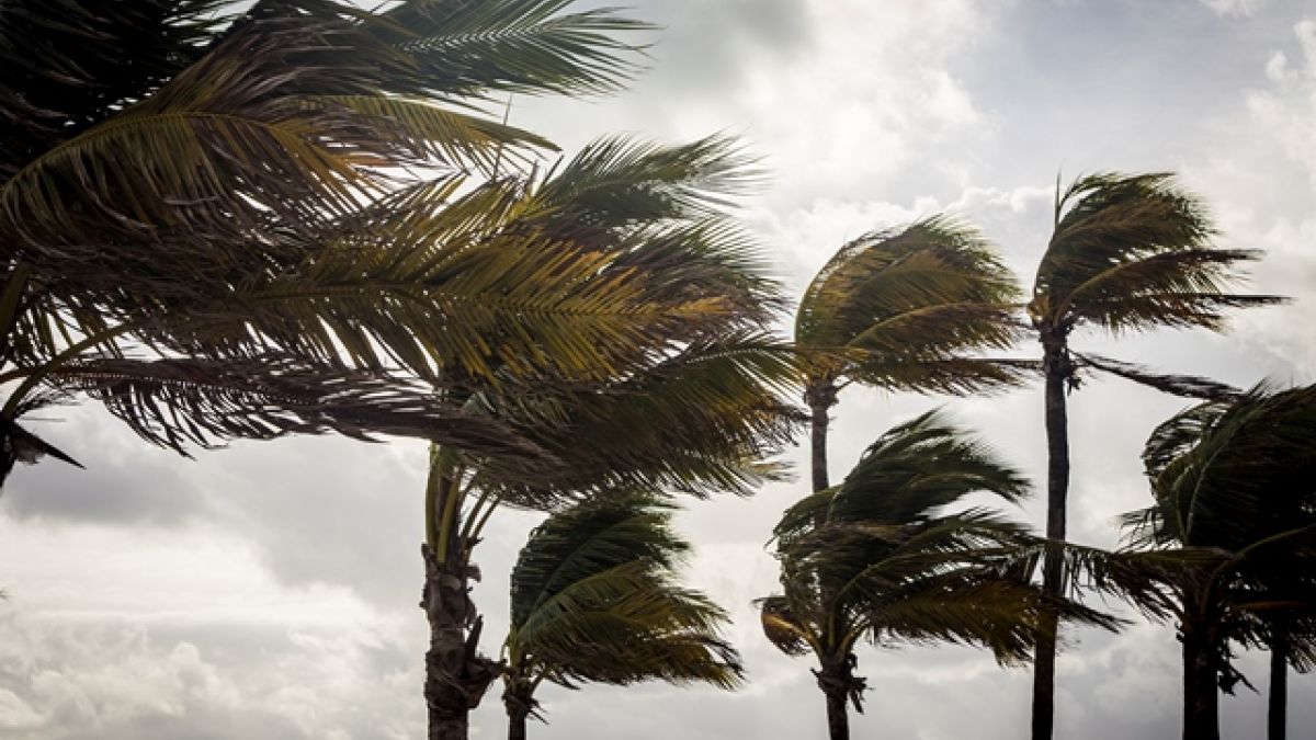Palm trees swaying in a hurricane