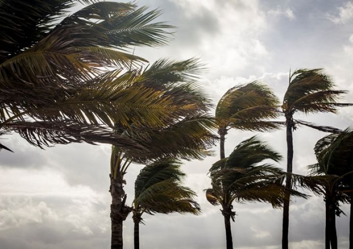 Palm trees swaying in a hurricane