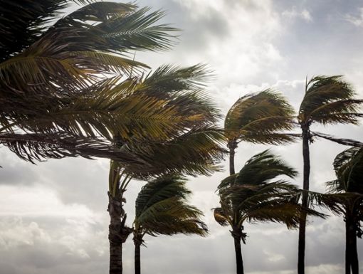 Palm trees swaying in a hurricane