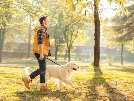 Thinkstockphotos 497710232 Man Walking Dog
