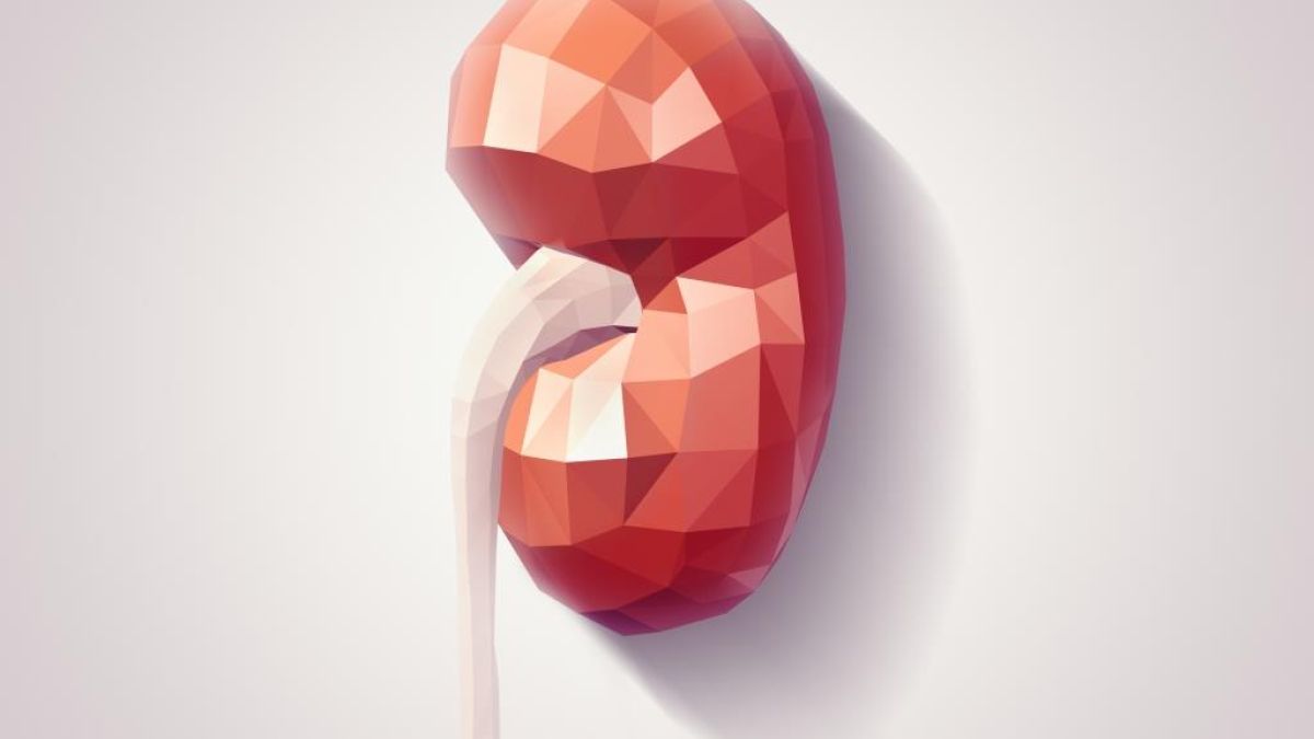 Thinkstockphotos 506800184 Kidney
