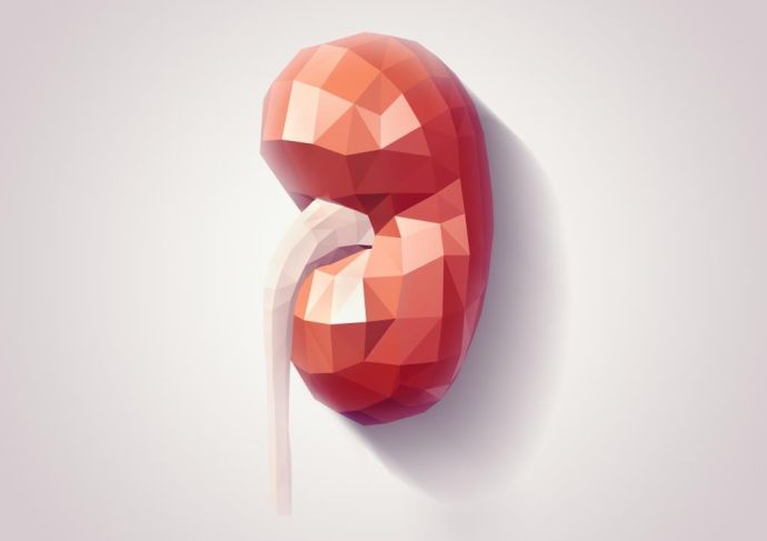 Thinkstockphotos 506800184 Kidney
