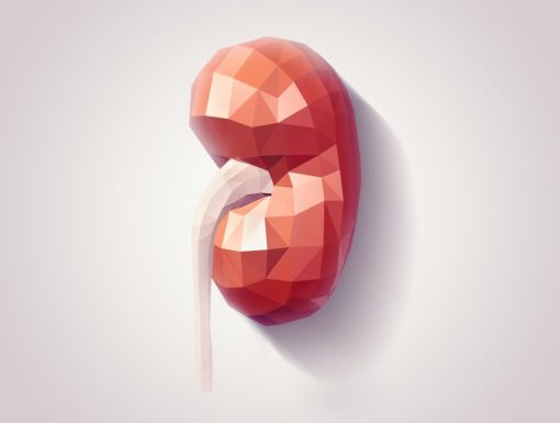 Thinkstockphotos 506800184 Kidney