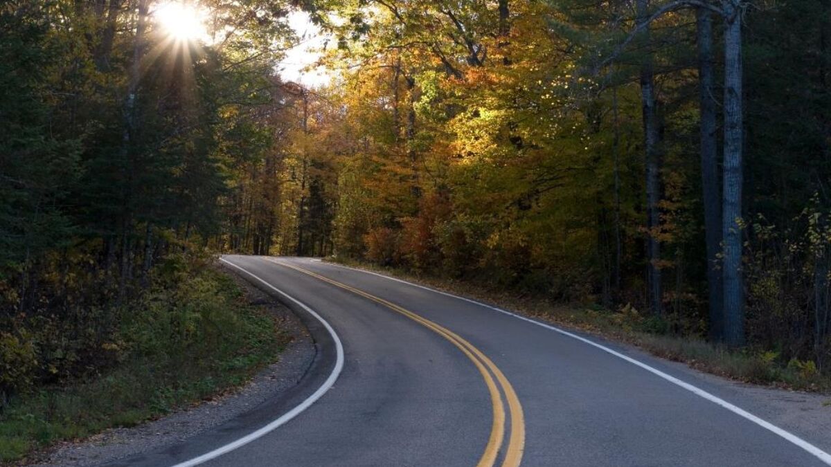 Road in the forest at sundown