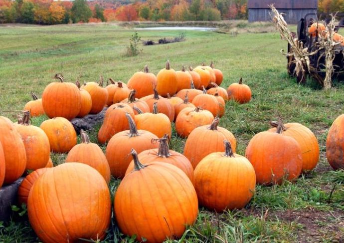 Thinkstockphotos 539655748 Pumpkins