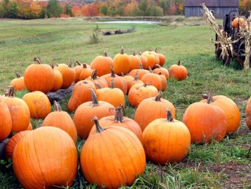 Thinkstockphotos 539655748 Pumpkins