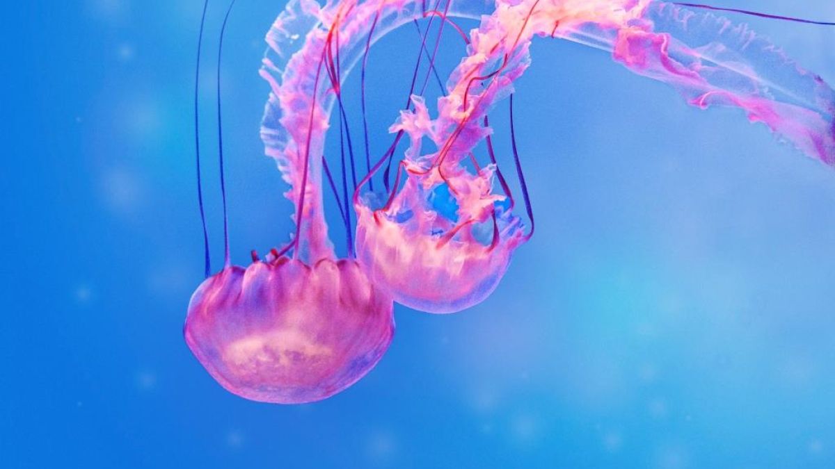 Thinkstockphotos 520088606 Jellyfish