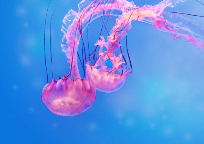 Thinkstockphotos 520088606 Jellyfish
