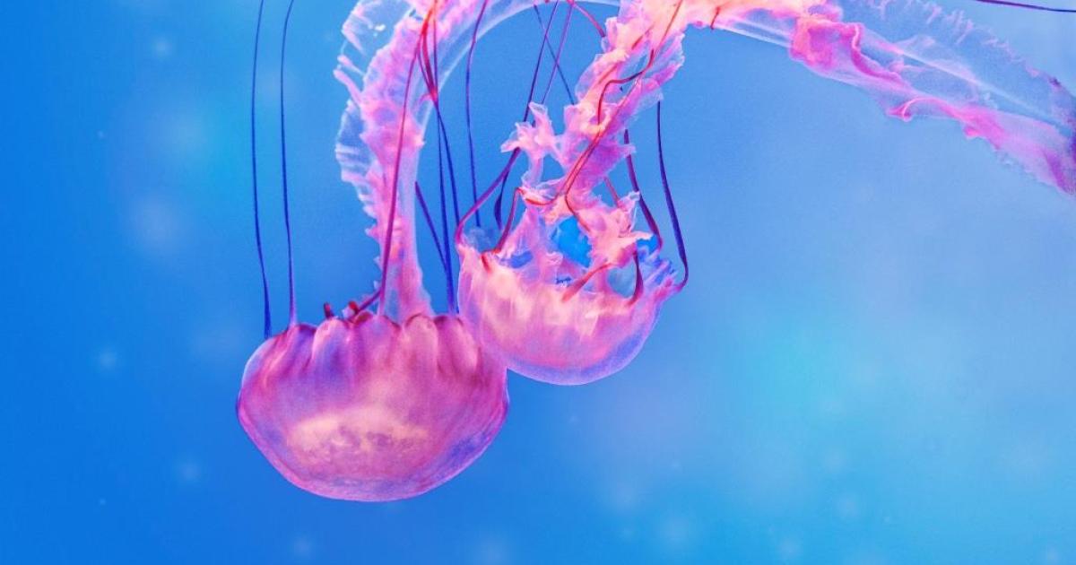 Treatment of Jellyfish Stings Ochsner Health