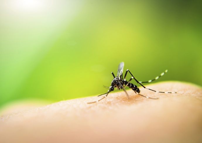 Mosquito landing on a person's skin and biting