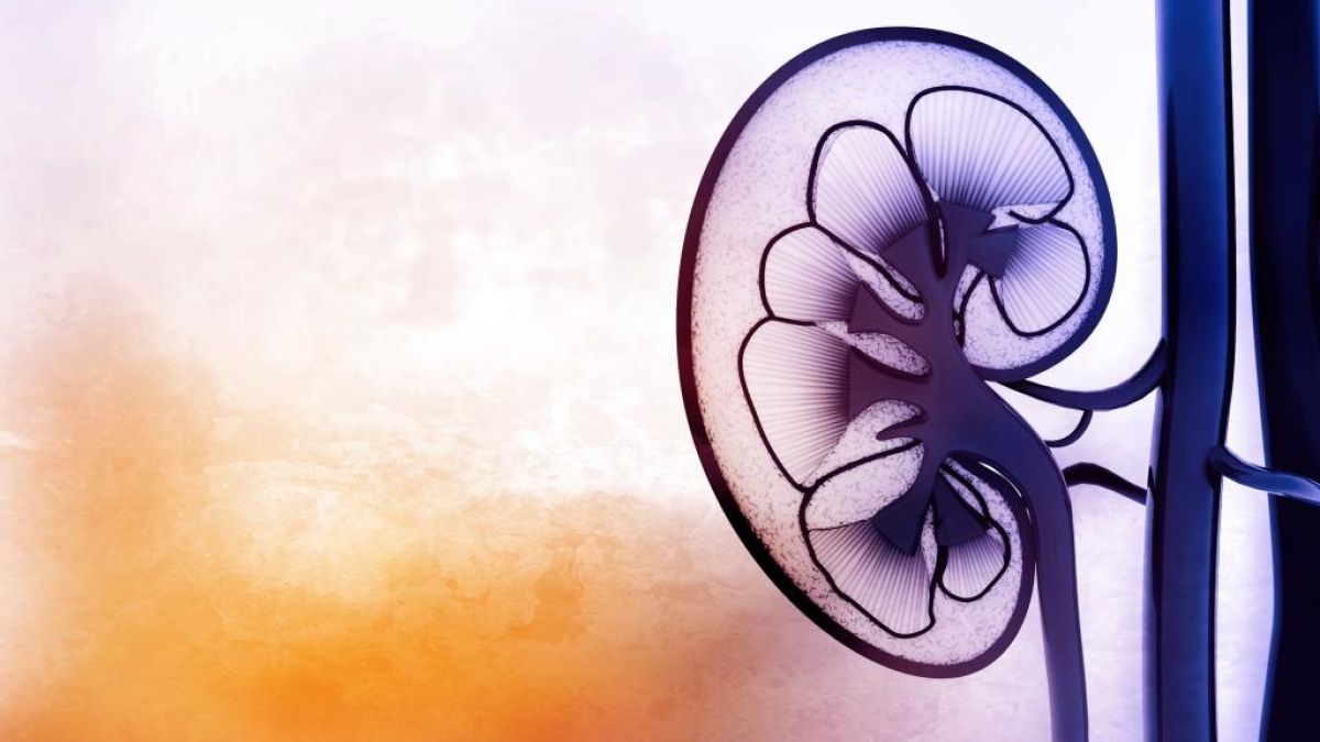 Thinkstockphotos 518556054 Kidney