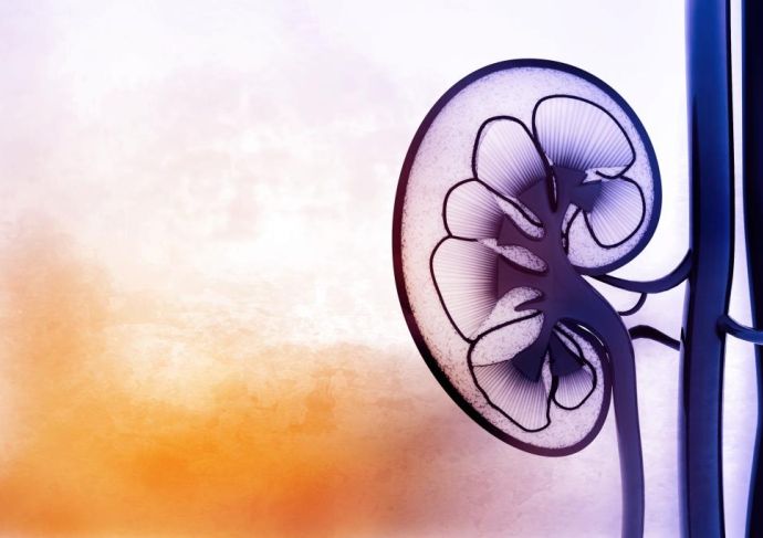 Thinkstockphotos 518556054 Kidney
