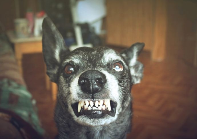 Thinkstockphotos 530998980 Rabies Dog