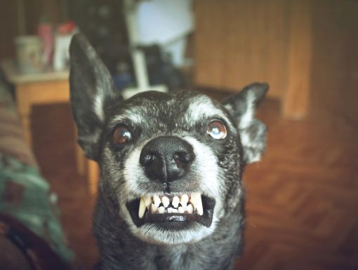 Thinkstockphotos 530998980 Rabies Dog