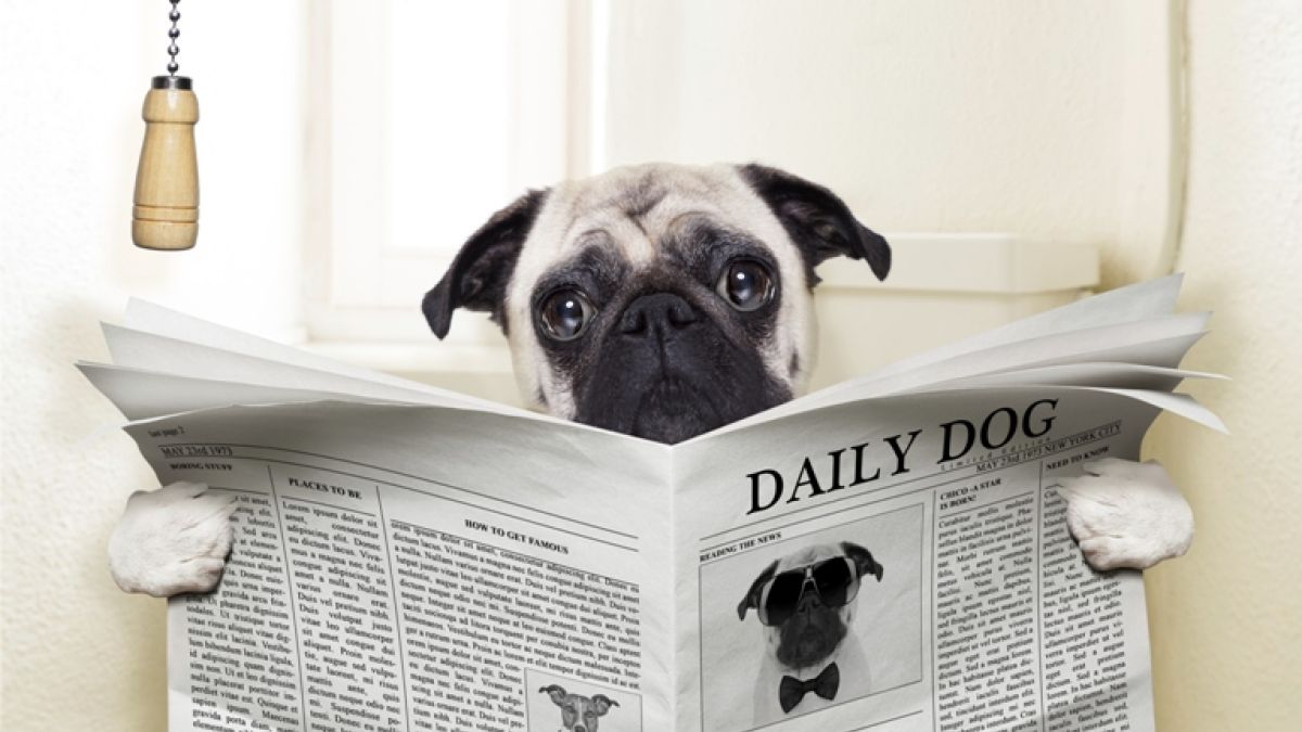 Gettyimages 514692319 Dog On Toilet