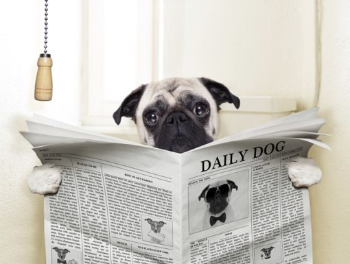 Gettyimages 514692319 Dog On Toilet